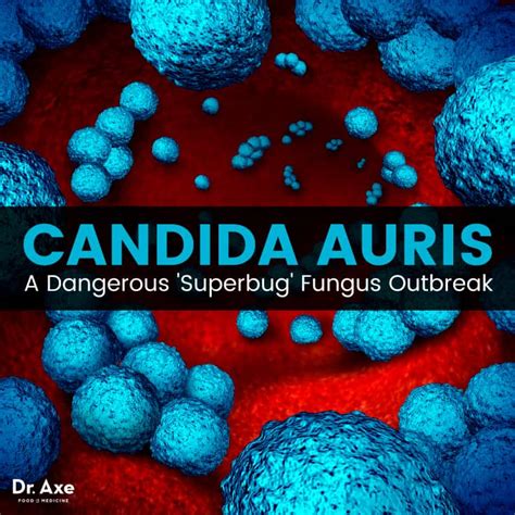What makes Candida auris so dangerous?